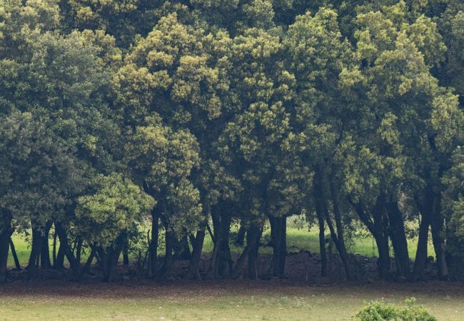 Villa in Pollensa - Luxury Villa Can Guillem Bet by JS Villas Villa in Pollensa - Luxury Villa Can Guillem Bet by JS Villas