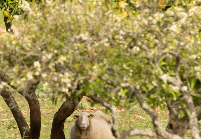 Villa in Pollensa - Luxury Villa Can Guillem Bet by JS Villas Villa in Pollensa - Luxury Villa Can Guillem Bet by JS Villas