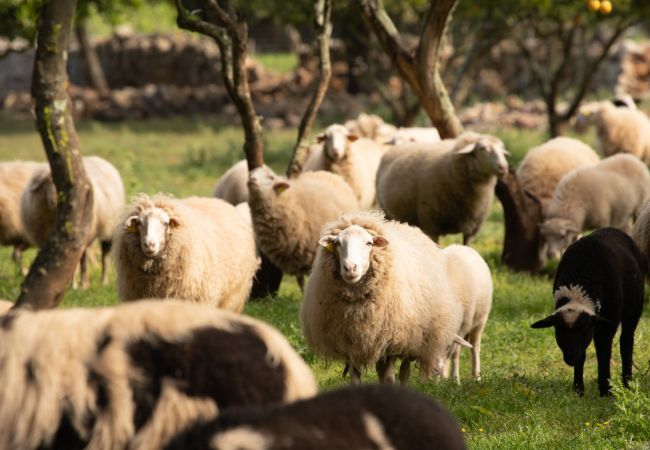 Villa in Pollensa - Luxury Villa Can Guillem Bet by JS Villas Villa in Pollensa - Luxury Villa Can Guillem Bet by JS Villas